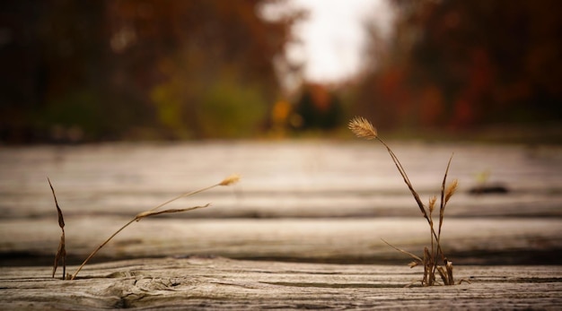 Close-up of grass