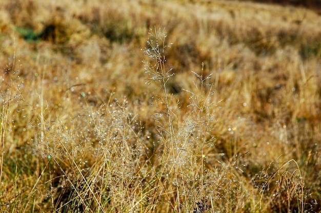 Photo close-up of  grass