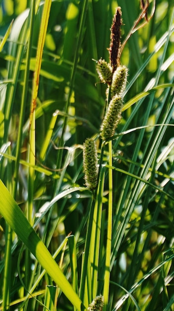 Close-up of grass