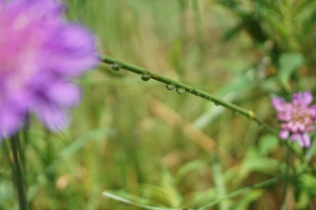 Close-up of grass