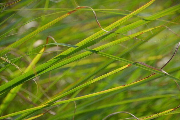 Close-up of grass