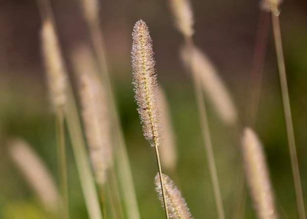 Photo close-up of grass