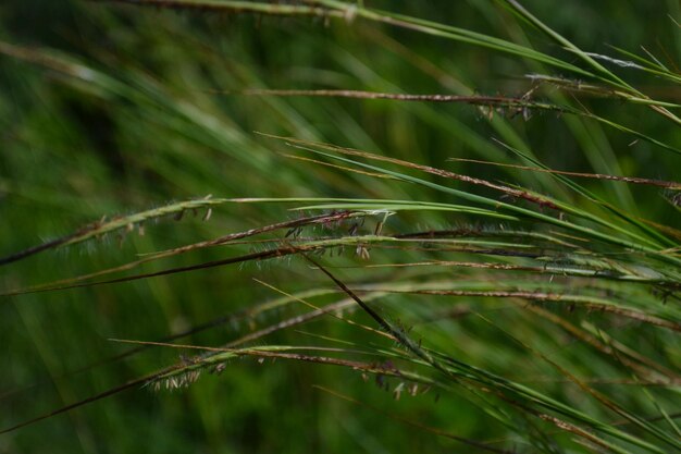 Close-up of grass