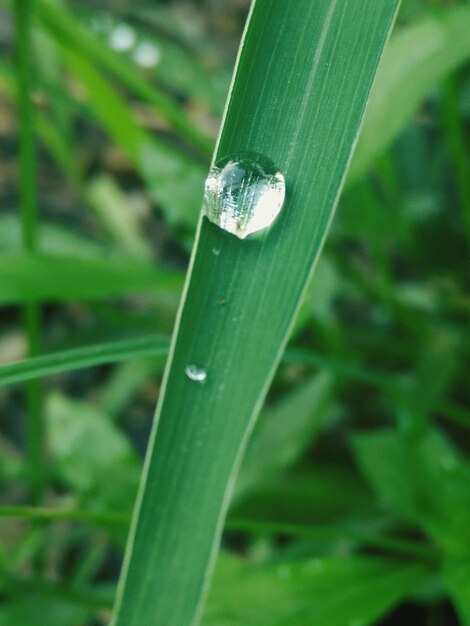 Close-up of grass