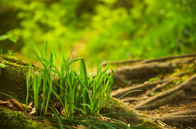 Photo close-up of grass