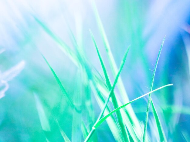 Photo close-up of grass