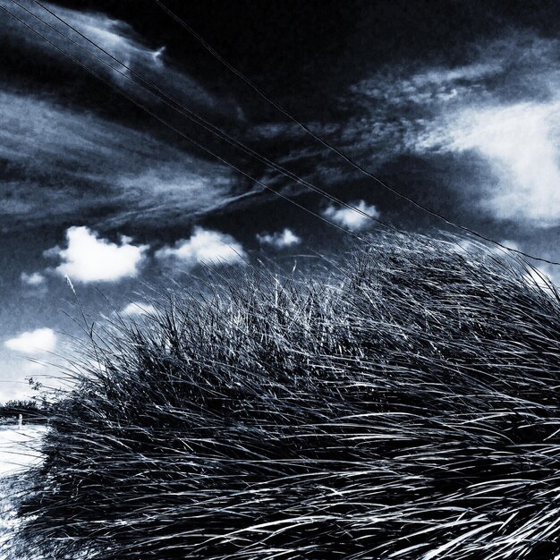 Photo close-up of grass