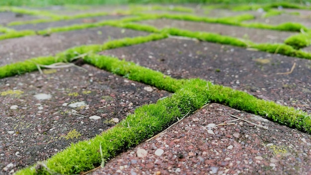 Close-up of grass