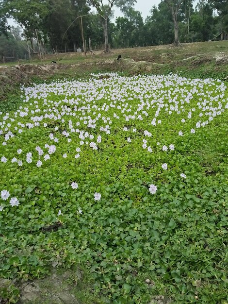 A close up of grass