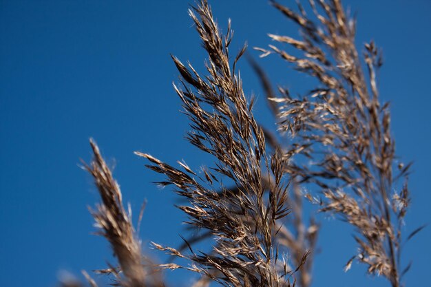 Close-up of grasses against blue sky