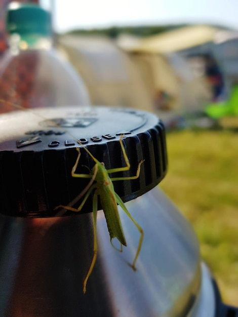 Foto prossimo piano di una cavalletta su una bottiglia