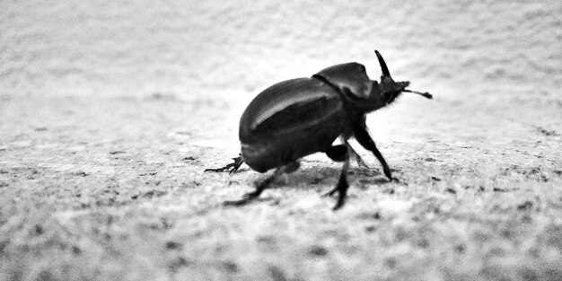 Foto prossimo piano di una cavalletta su un campo