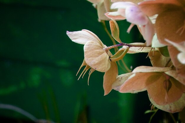 Close-up of grasshopper on flowering plant