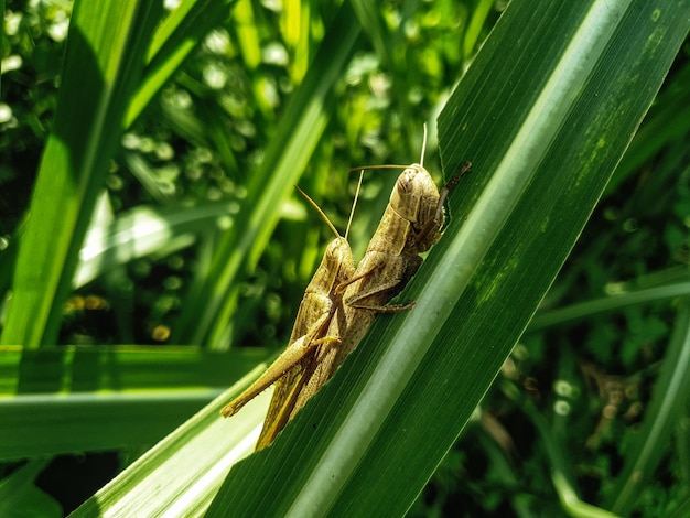 Close up grasshopper on the grass leaf background beautiful
nature toning spring nature design