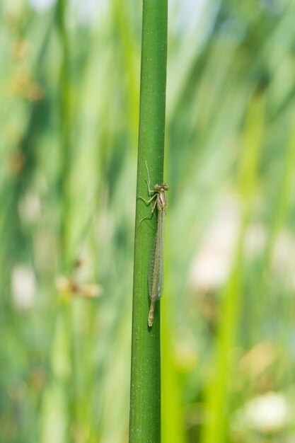Close-up of grasshopper on grass
