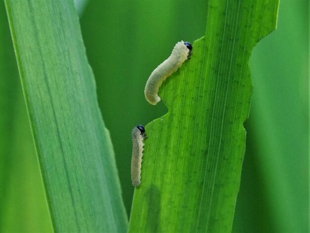 Close-up of grasshopper on green leaf