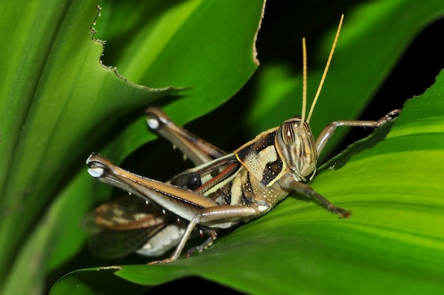 Close up of a grasshopper on green leaf