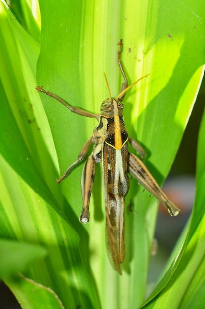 Close up of a grasshopper on green leaf