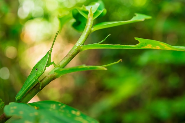 Close up of Grasshopper on green leaves. Soft focus