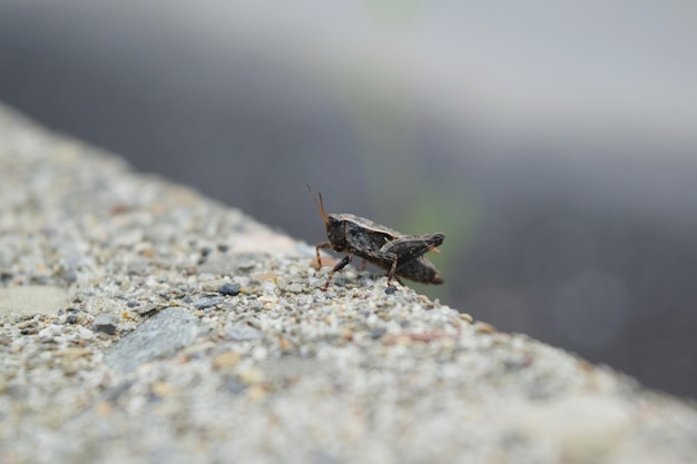 Close-up of grasshopper on ground