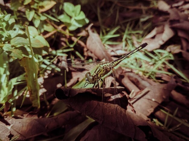 Photo close-up of grasshopper on a land