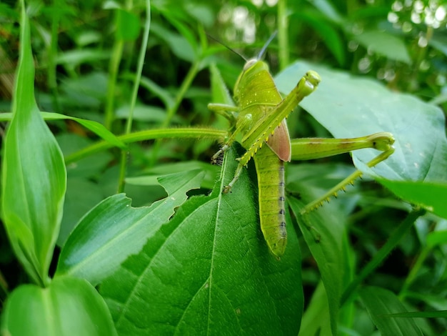 Close up of grasshopper on the leaf background beautiful nature concept tropical leaf