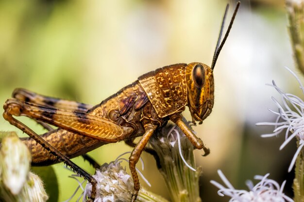 Close up of grasshopper on a leaf in nature