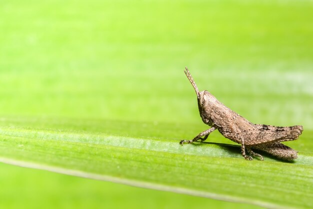 Close up of grasshopper on leaf