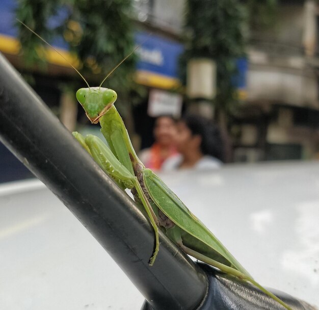 Photo close-up of grasshopper on leaf