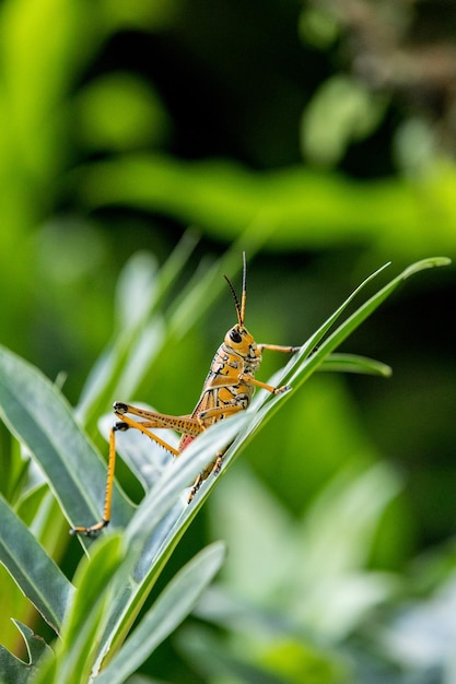 Photo close-up of grasshopper on leaf