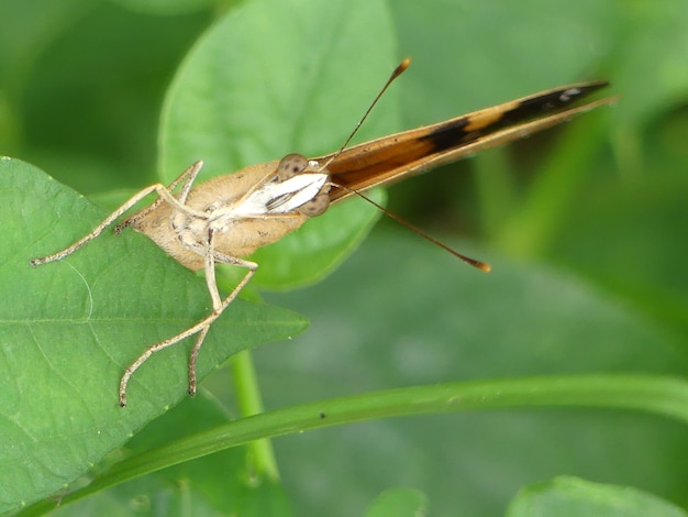 Close-up of grasshopper on leaf