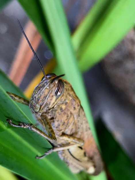 Foto prossimo piano di una cavalletta sulla foglia