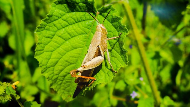 Photo close-up of grasshopper on leaf