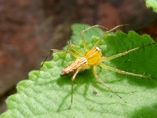 Close-up of grasshopper on leaf