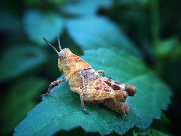 Close-up of grasshopper on leaf