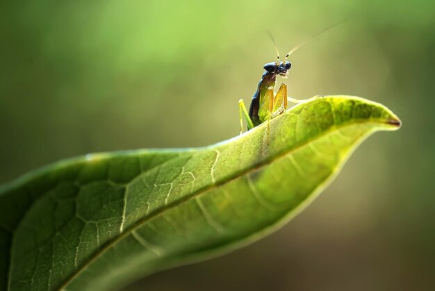 Foto prossimo piano di una cavalletta sulla foglia