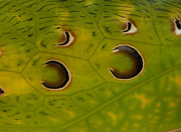 Primo piano della cavalletta, foglia malese katydid, ancylecha fenestrata