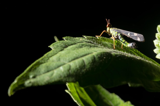 Close up grasshopper in nature on the tree