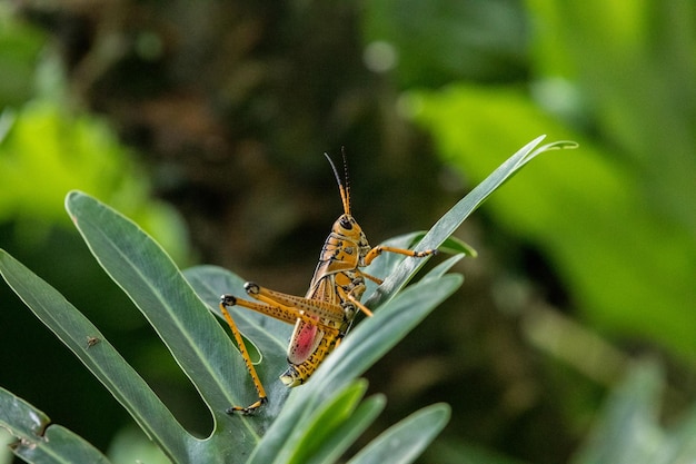植物 の 葉 に 乗っ て いる <unk> の クローズアップ