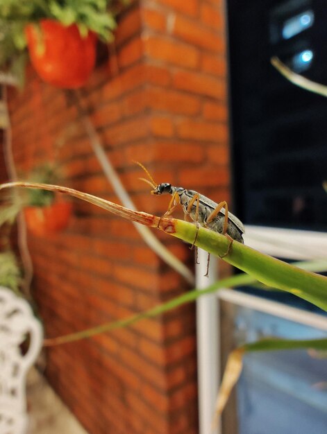 Foto prossimo piano di una cavalletta sulla pianta