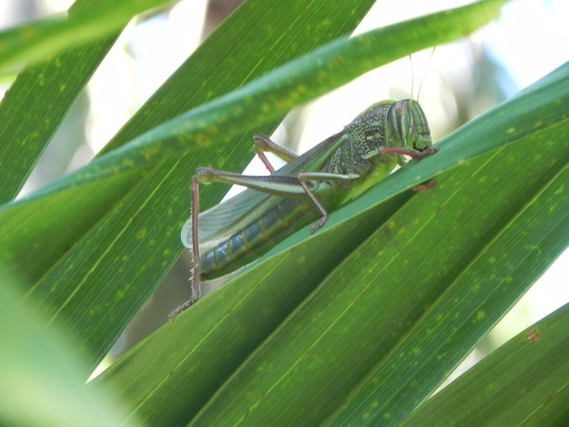 Close-up of grasshopper on plant