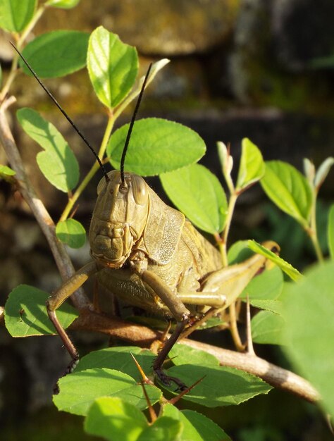 Photo close-up of grasshopper on plant