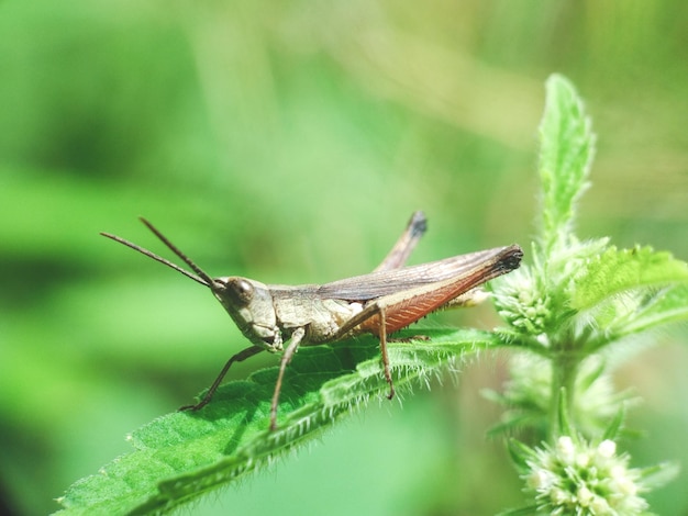 Foto prossimo piano di una cavalletta sulla pianta