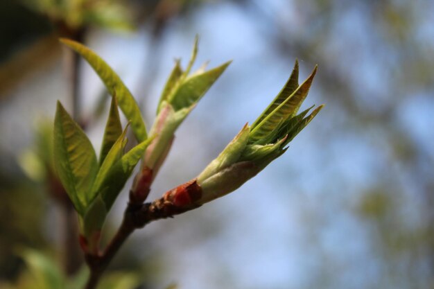 Close-up of grasshopper on plant