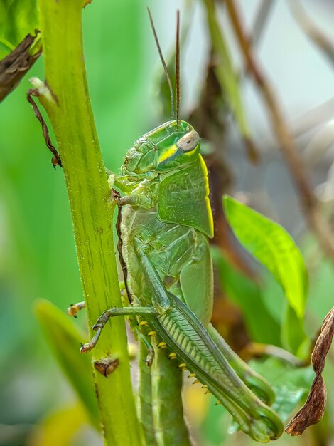 Foto prossimo piano di una cavalletta sulla pianta