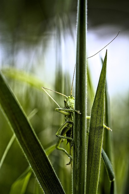 Photo close-up of grasshopper on plant