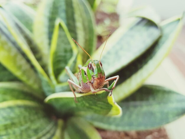 Close-up of grasshopper on plant