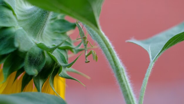 Foto prossimo piano di una cavalletta sulla pianta