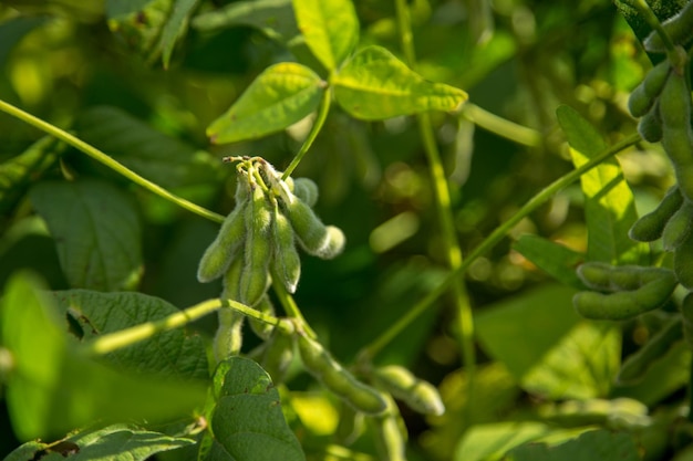 Photo close-up of grasshopper on plant