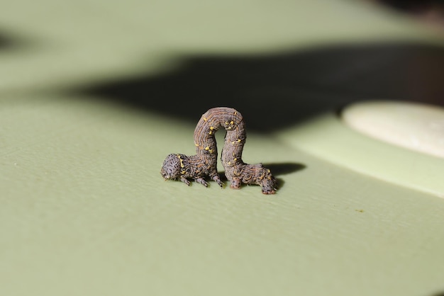 Foto close-up di una cavalletta su metallo arrugginito